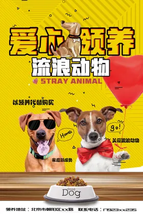 爱心领养流浪动物