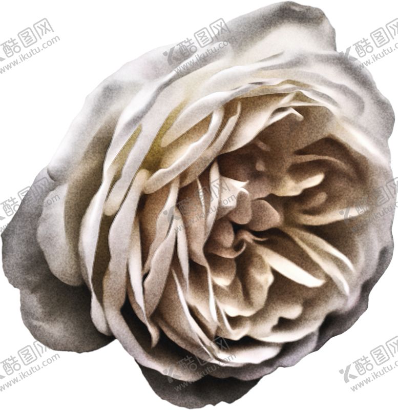 编号：96618112100907005439【酷图网】源文件下载-花卉