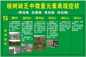 桉树缺乏中微量元素表现症状