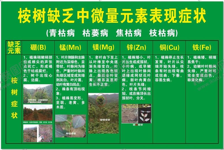 编号：61494811071416115182【酷图网】源文件下载-桉树缺乏中微量元素表现症状
