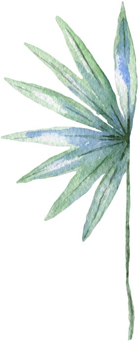 芭蕉叶热带