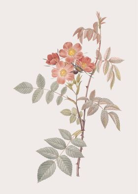 花纹茉莉朵手绘叶子