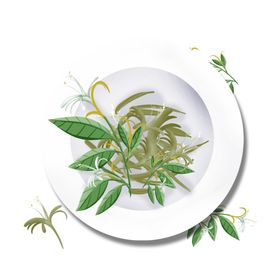 草本植物