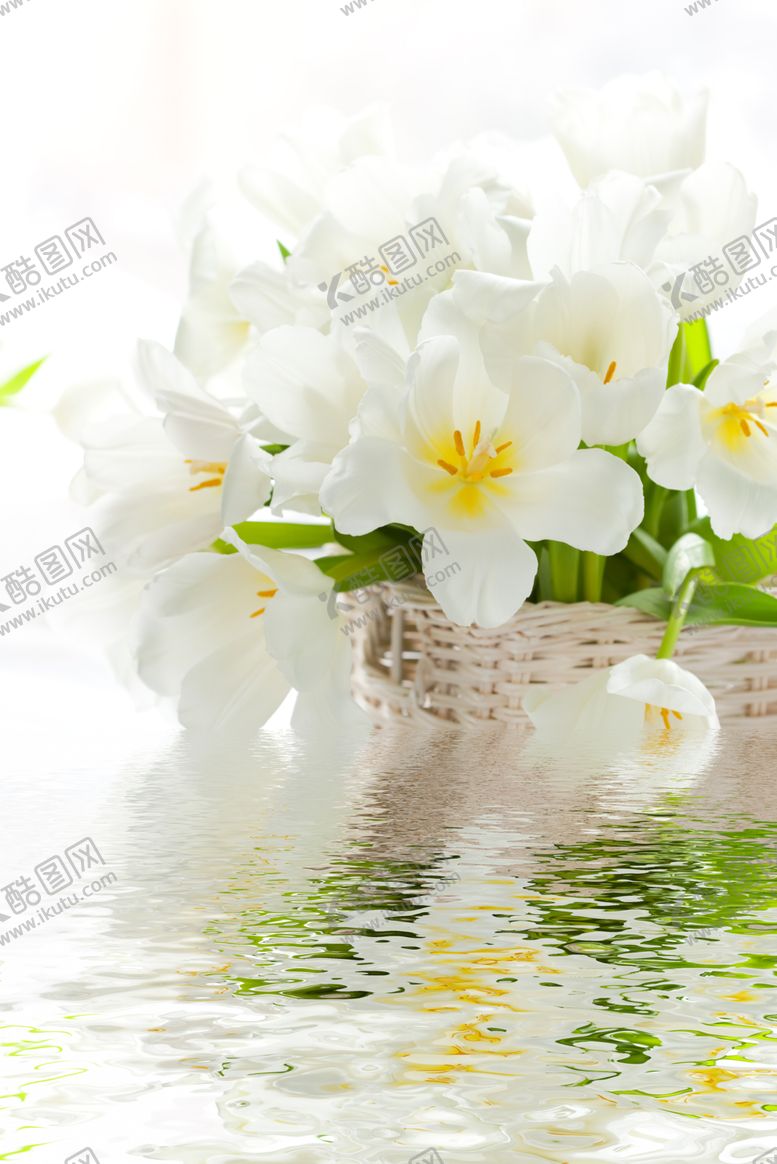 编号：40168609251705204234【酷图网】源文件下载-鲜花照片