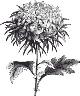 线描植物