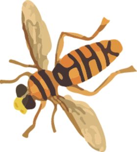 蜜蜂插画