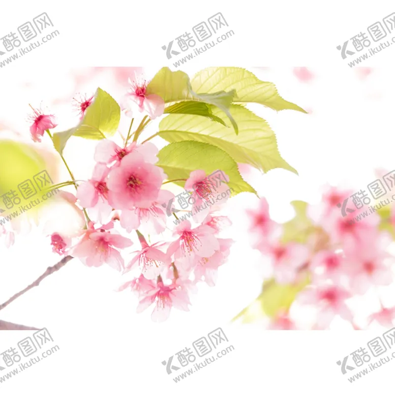 编号：36833604292241352525【酷图网】源文件下载-桃花