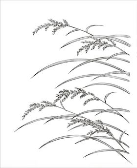 麦穗手绘