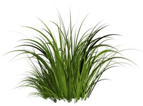 青草小草