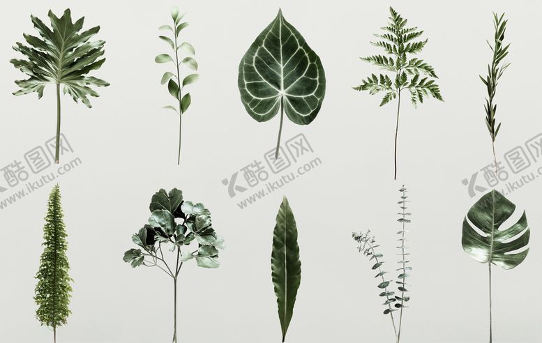 编号：39246110021603092901【酷图网】源文件下载-热带植物元素