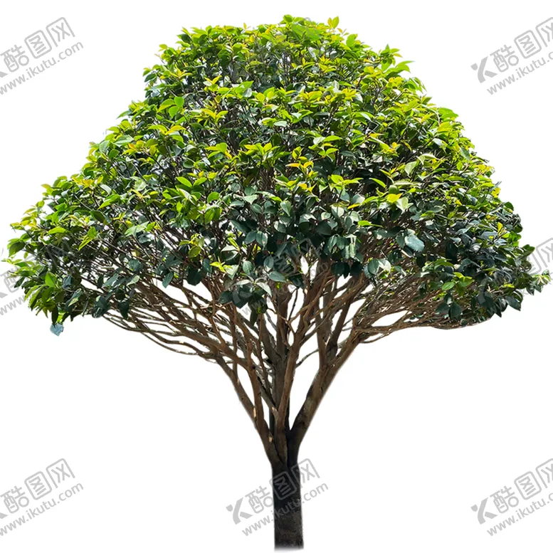 编号：67236104220808555314【酷图网】源文件下载-茶花
