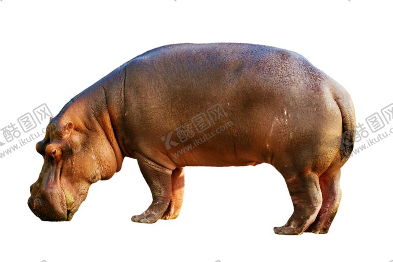 编号：92340909291029098471【酷图网】源文件下载-海马