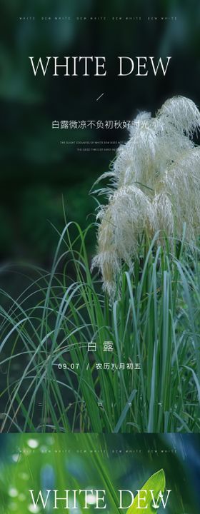 白露海报系列二十四节气草地