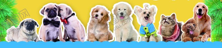 编号：28018004181911509326【酷图网】源文件下载-宠物大合集