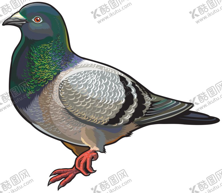 编号：13144409270948158040【酷图网】源文件下载-动物鸟禽鸽子图案