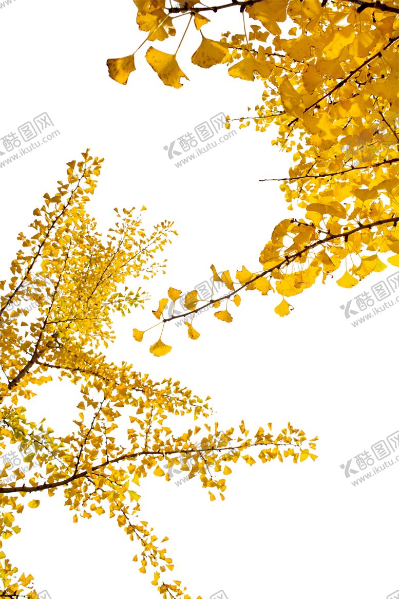 编号：40365607121752186983【酷图网】源文件下载-真实树叶银杏叶