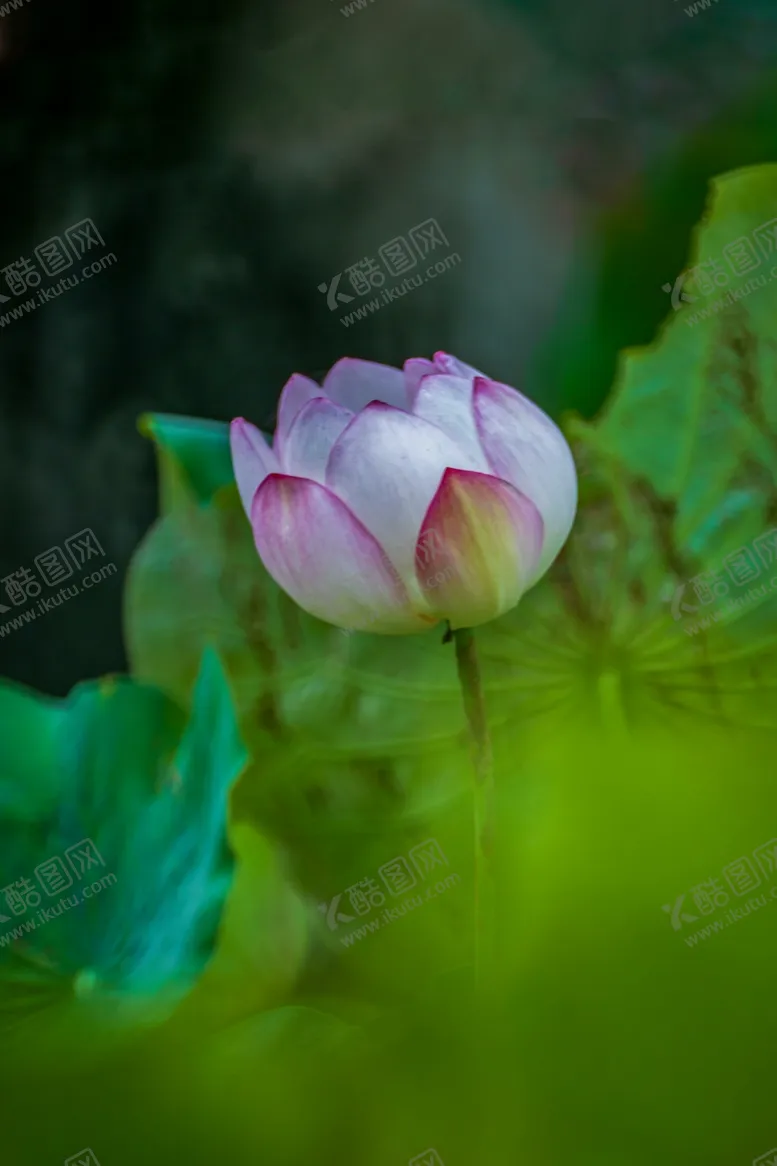 编号：78249201141638373153【酷图网】源文件下载-荷花