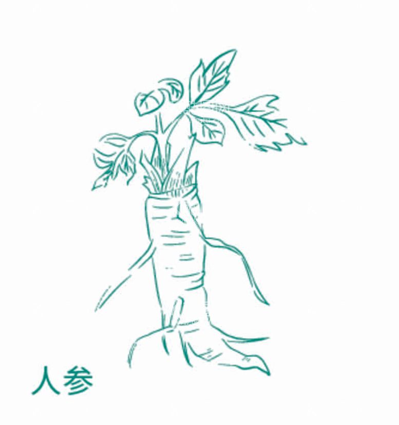 编号：20775811302359345427【酷图网】源文件下载-植物 草本 矢量图 中药