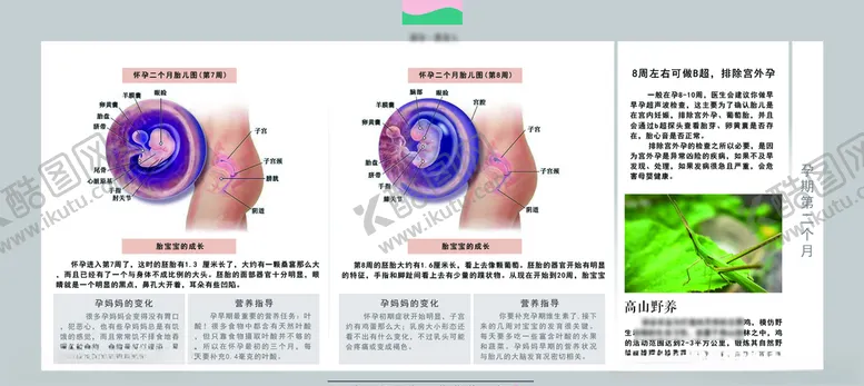 编号：80440207060222016334【酷图网】源文件下载-孕妈妈及胎宝宝变化第四个月