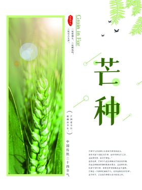 二十四节气芒种麦子插画