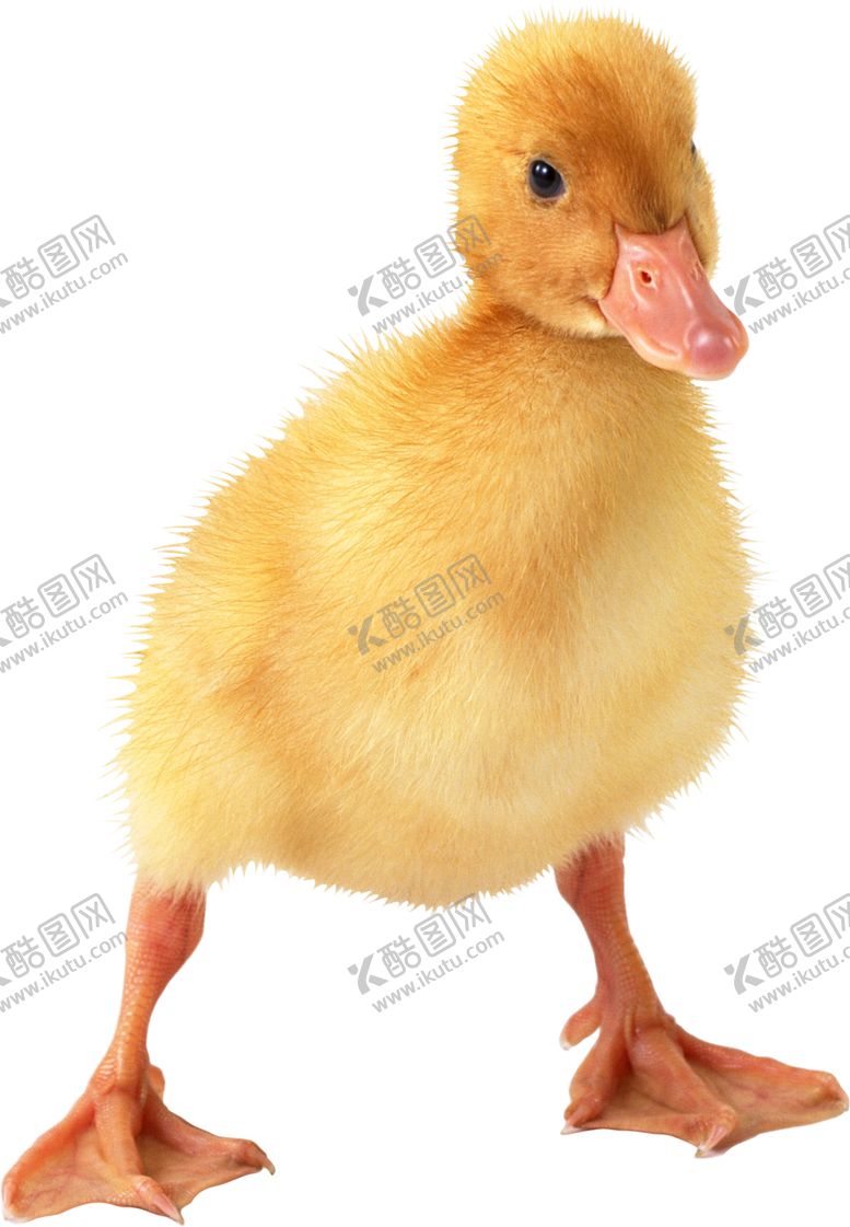 编号：44150205190617133449【酷图网】源文件下载-鸭子