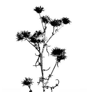 花枝