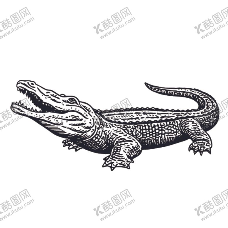 编号：37184609251343472330【酷图网】源文件下载-鳄鱼插画