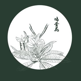 矢量鸡蛋花背景