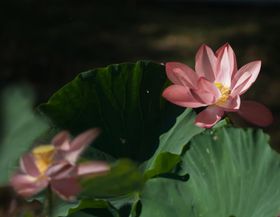 摄影模板