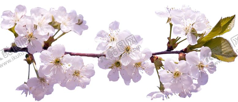 编号：21158410300317105772【酷图网】源文件下载-桃花