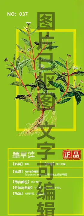 墨旱莲