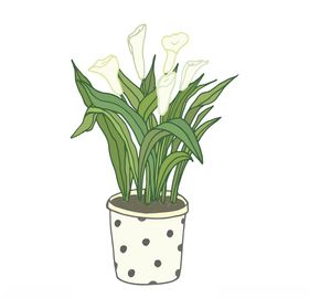 植物手绘