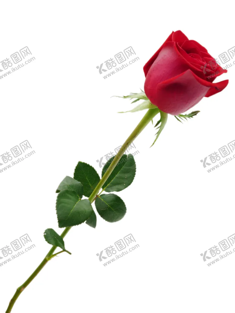 编号：49341512202207398162【酷图网】源文件下载-爱情花朵红玫瑰