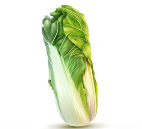手绘白菜