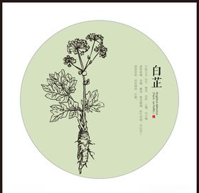 白芷中药草药