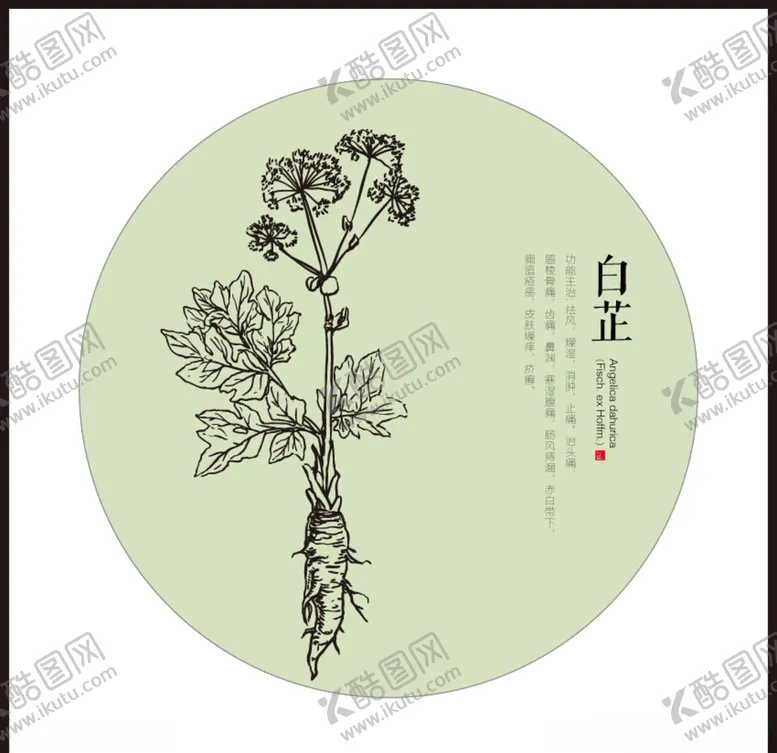 编号：43068307010512471803【酷图网】源文件下载-白芷中药草药