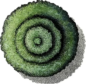 手绘植物