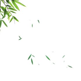 竹子竹叶