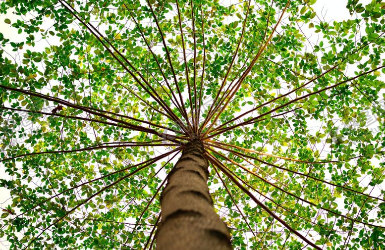 编号：20956909101713569545【酷图网】源文件下载-树木