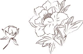 牡丹花