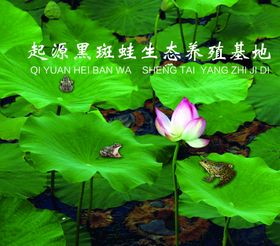 黑斑蛙生态养殖基地