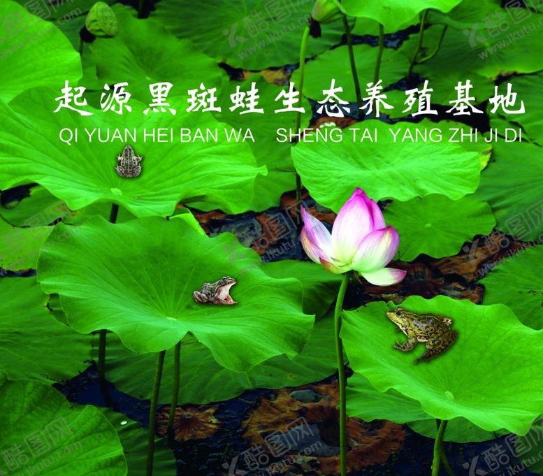 编号：98489109231418018427【酷图网】源文件下载-黑斑蛙生态养殖基地