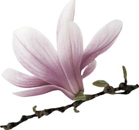 鲜花素材矢车菊彩色清新