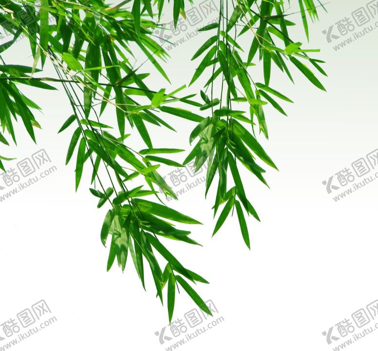 编号：11281110311622005204【酷图网】源文件下载-竹子