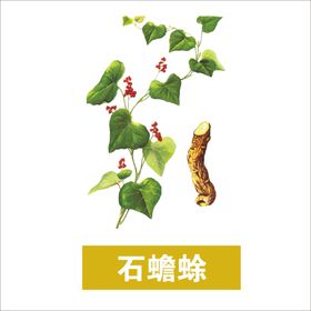 草本植物药材图片