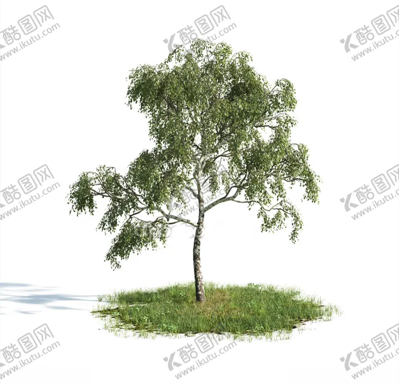 编号：11053904120918493335【酷图网】源文件下载-白桦树