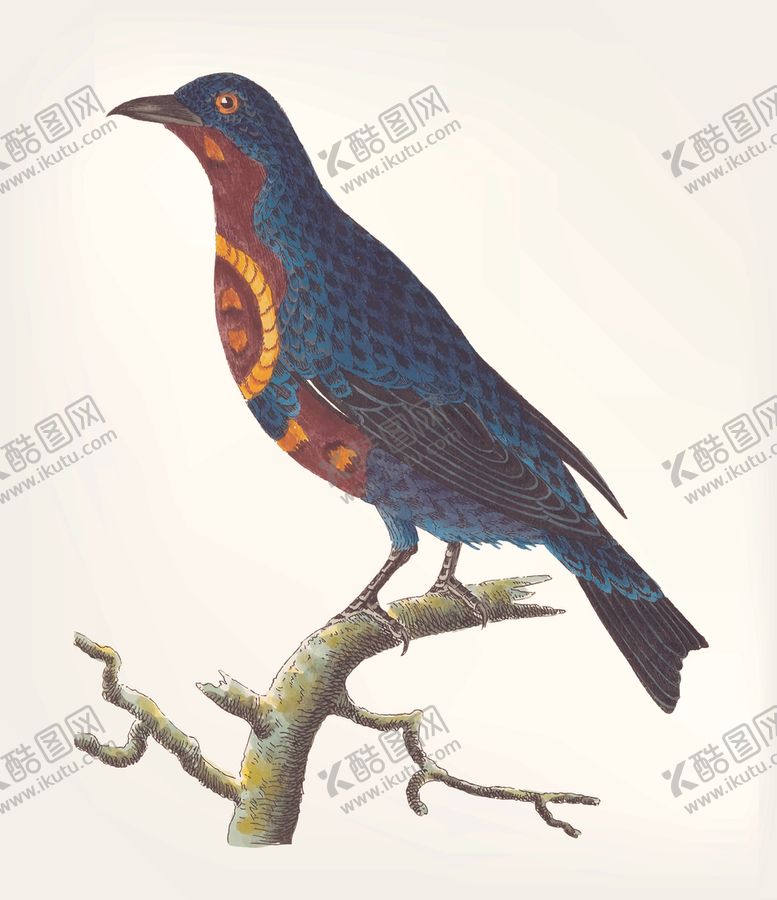 编号：55830309111833169120【酷图网】源文件下载-鸟类插画