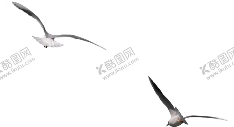 编号：84412001141755114852【酷图网】源文件下载-海鸥