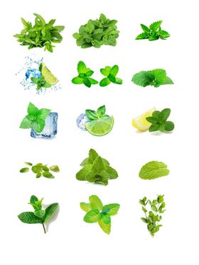 薄荷叶素材