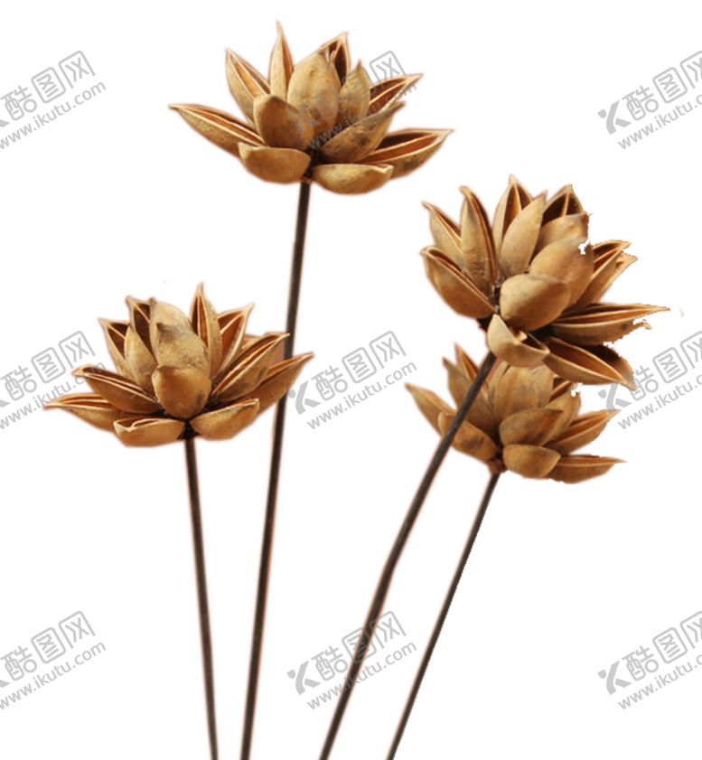 编号：69069510111359163606【酷图网】源文件下载-免抠背景干花枯花